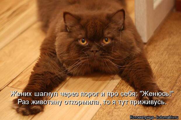 Котоматрица: Жених шагнул через порог и про себя: "Женюсь!" Раз животину откормила, то я тут приживусь.