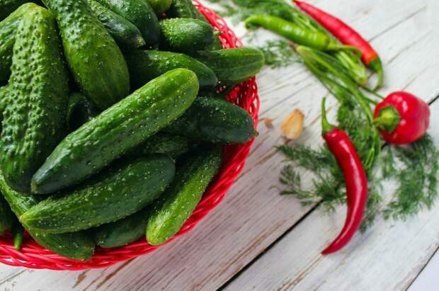 Дают хрустящий урожай через 40 дней: эксперты назвали 4 лучших сорта огурцов-спринтеров