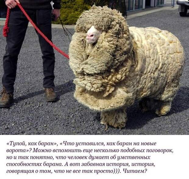 Необычная история барана по кличке "Шрек" (10 фото) Необычная история барана по кличке "Шрек" (10 фото)