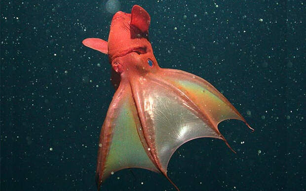 Адский вампир. 10 самых странных морских моллюсков