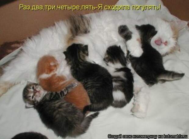 Лучшие котоматрицы недели (16 фото)