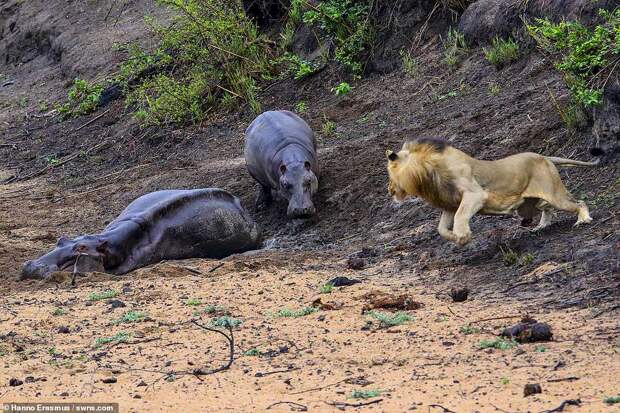 Heartbreaking: The baby calf chases the lion off, but sadly neither mother nor baby calf made it, with both perishing from dehydration within a few days of these photos being taken