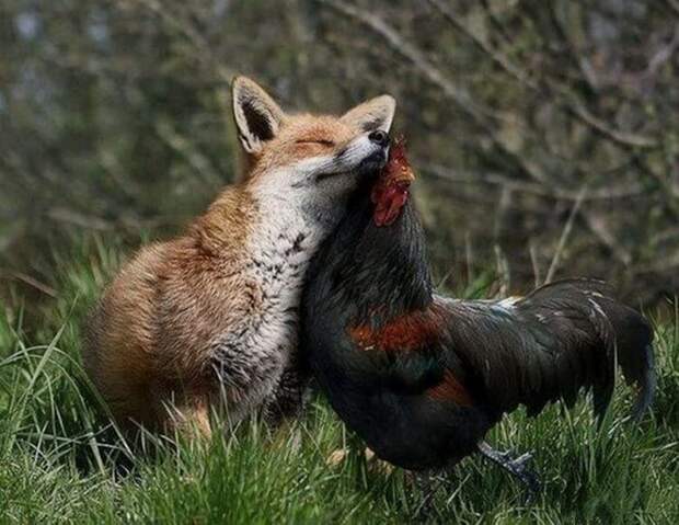 Потрясающие снимки удивительной дружбы животных разных видов. Это так мило!