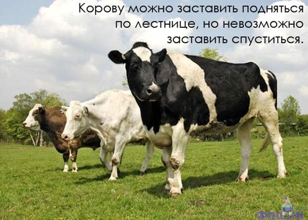 Интересные факты в картинках (47 фото)