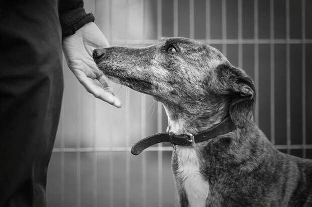 1 место в категории "Спасение собак и благотворительность" - Александра Роббинс, Великобритания Кеннел клаб, животные, конкурс, лондон, портрет, собаки, фото, фотография года