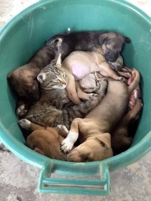 Кот и пёс  кот, кошка, пёс, собака