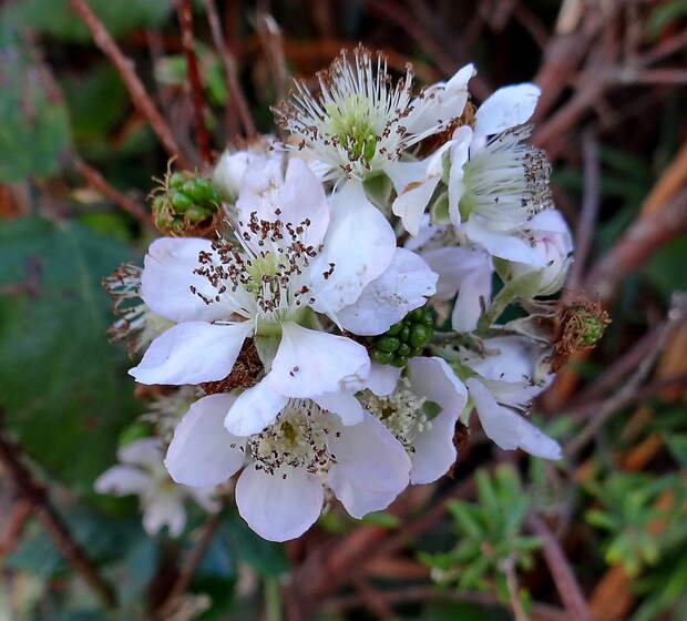 Просто лесная малина...