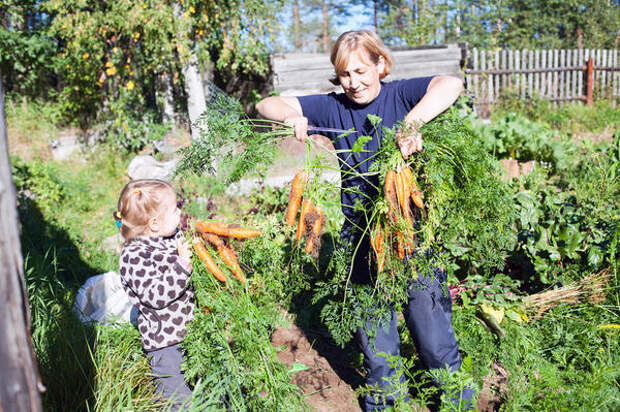 Женщина с детьми собирает морковь на огороде