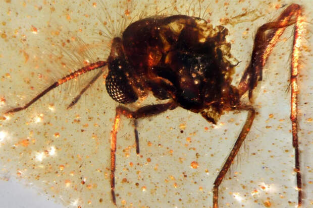 Ученые выяснили, почему в современном мире нет гигантских насекомых