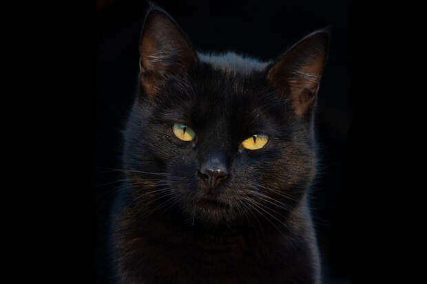 Ветврач Колесникова: над собакой нельзя заносить руку и смотреть ей в глаза