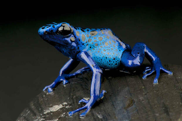 Голубой древолаз (Dendrobates tinctorius azureus)