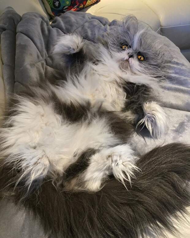 7 угарных фото кота Атчума, который похож на сумасшедшего профессора