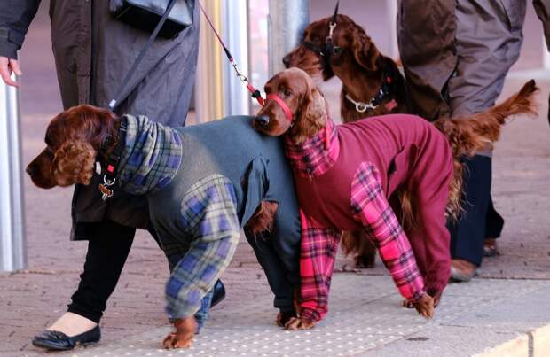 Выставка собак Crufts Dog Show 2019 проходит в Великобритании