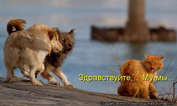 Котоматрица - Здравствуйте,... Му-мы...