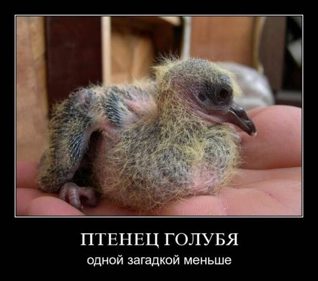 Демотиваторы