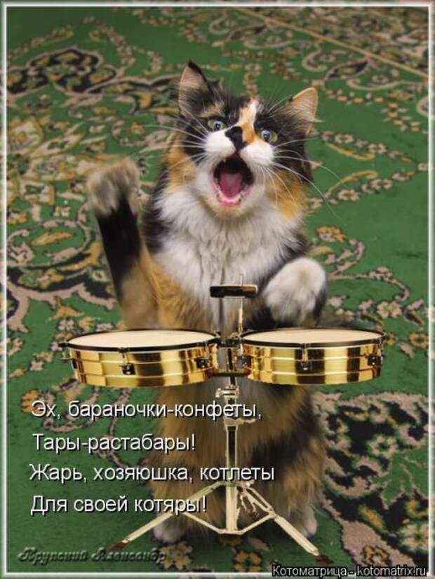 Лучшие котоматрицы недели (50 фото)