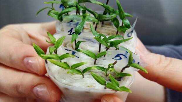 Даже старые семена взойдут, способ 3 в 1