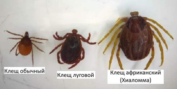 Появившиеся на юге России клещи-мутанты, способные преследовать жертву, не выживут в Москве — Роспотребнадзор https://t.me/webmoney_dn/318001