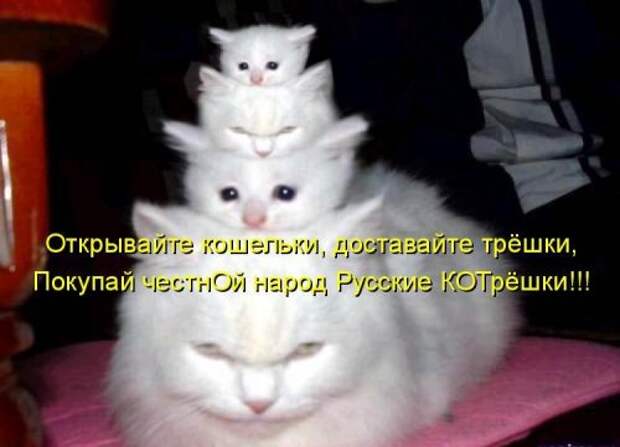 Котоматрица юморная (38 фото)
