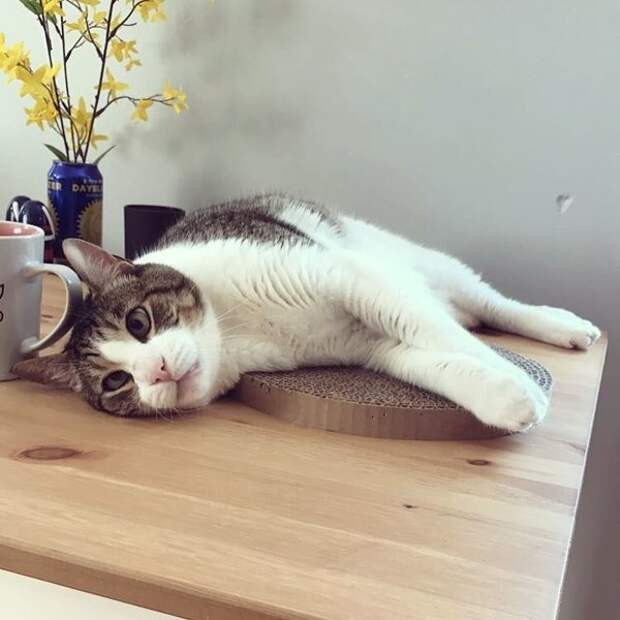 Косоглазый котик получил необычный подарок