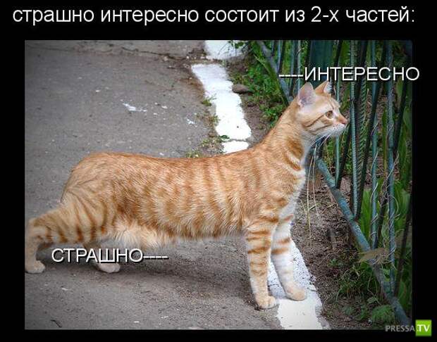 Котоматрица (18 фото)