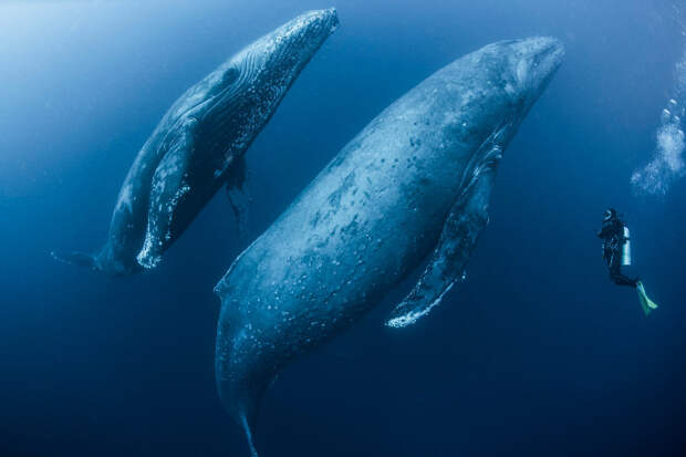 горбатые киты