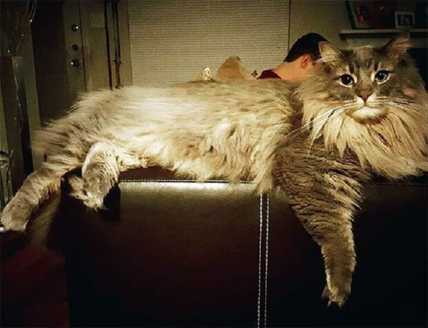 18 котов породы мейн-кун, по сравнению с которыми ваша кошка выглядит крошечной.