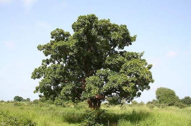 Необычное дерево ши