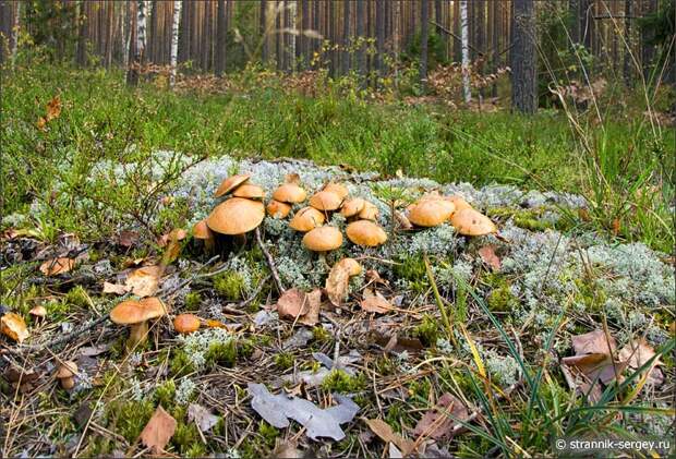 Лес, грибы козлята
