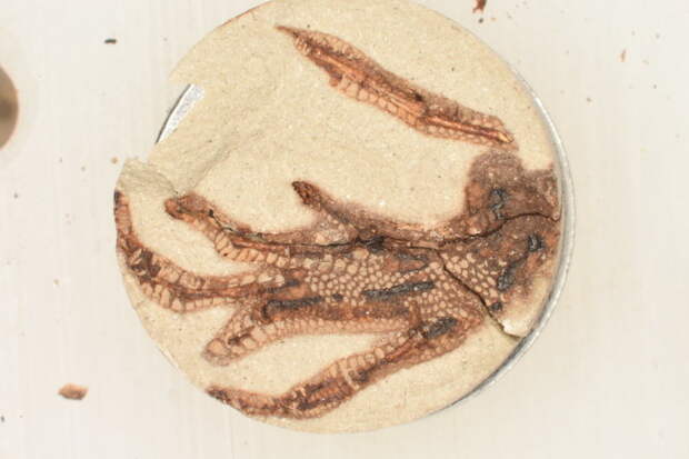 The bake-a-fossil technique turned a fresh lizard foot crispy and brown.