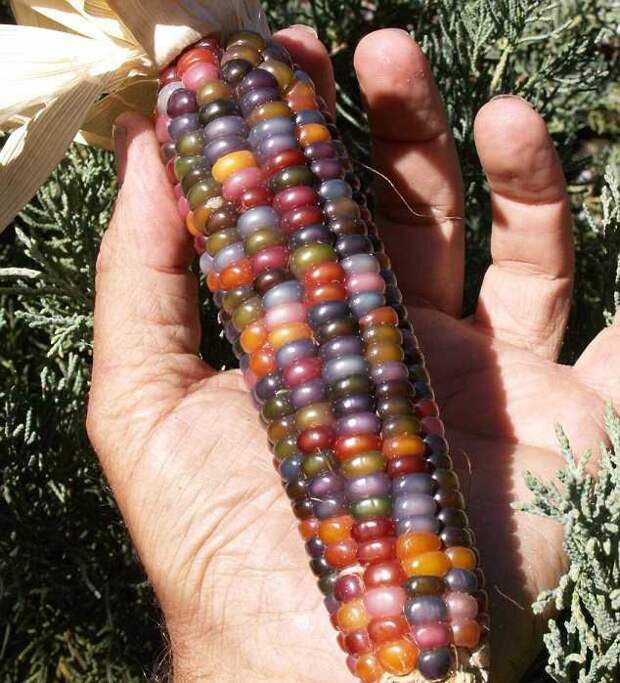 Индейские фермеры вырастили разноцветную кукурузу кукуруза, растения, новинка, фермер, фишка