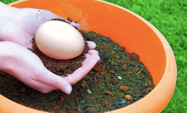 Закапываем яйцо в саду