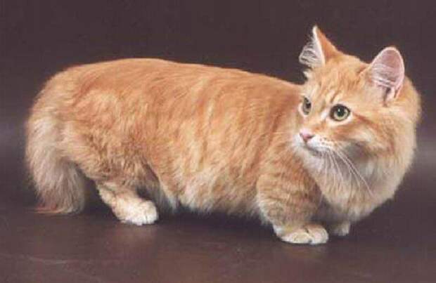 Манчкины – коротколапые кошки   Порода, животные, кошки, редкие