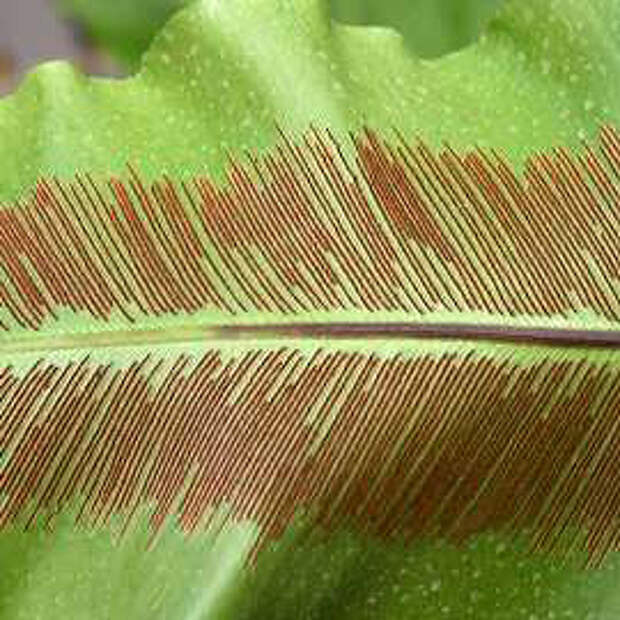 Асплениум — Asplenium