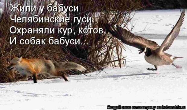 Лучшие котоматрицы недели (50 фото)