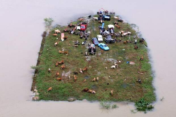 Это не диорама. Это реальный островок, заполненный спасающимися от наводнения в Малайзии. животные, интересное, удивительное, факты