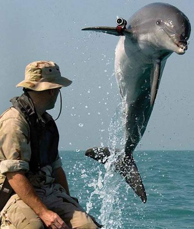 Боевые дельфины