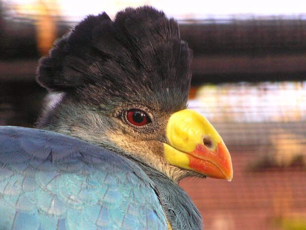 Birds_11 (700x525, 290Kb)