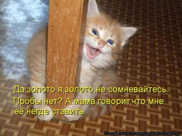 Котоматрицы(картинки с надписями)
