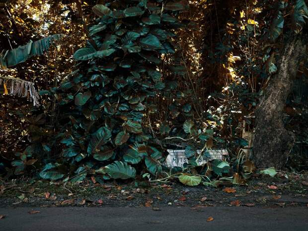 Фотография: Брошенные тачки в гавайских джунглях: фотопроект Томаса Строгальски №9 - BigPicture.ru
