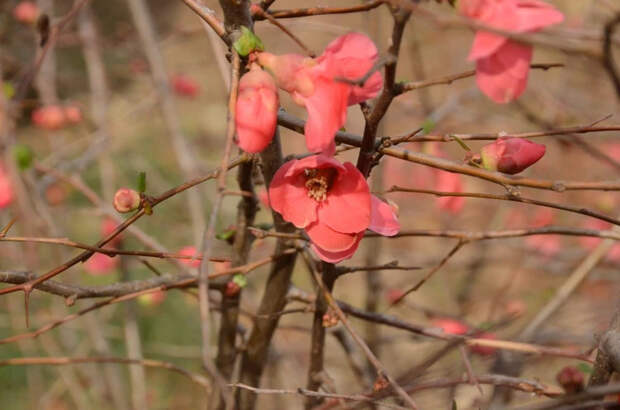 В январе в Крыму зацвели китайская роза и жасмин
