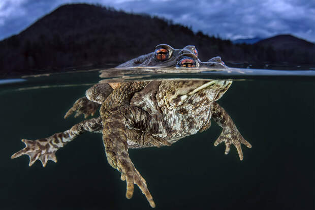 Конкурс подводной фотографии Ocean Art 2019