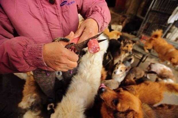 Китаянка спасла сотню собак от съедения на фестивале добрые люди, животные, собаки, факты