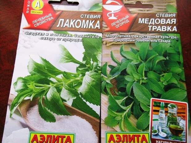 Зачем может пригодится трава стевия на участке