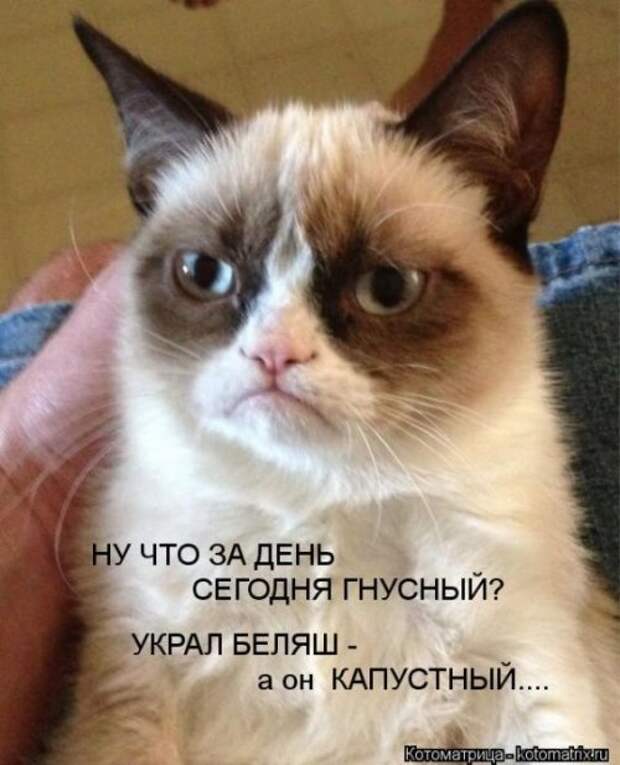 Лучшие котоматрицы за неделю (36 шт)