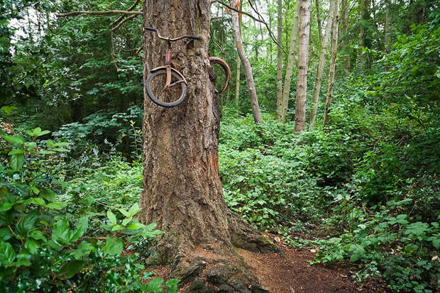Тайна легенды вросшего в дерево велосипеда