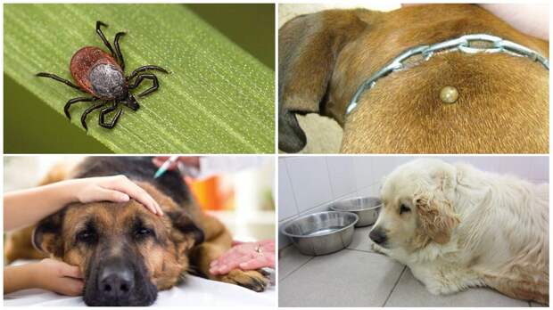 Пироплазмоз у собак. Опасны ли клещи для животных?