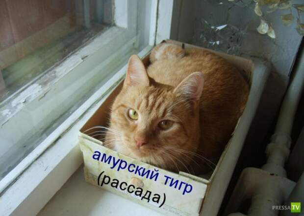 Котоматрица (18 фото)