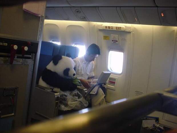 1. Панда летит в зоопарк животные, смех, снимок