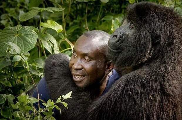Смотритель национального парка в Конго завел себе необычного друга горилла, горилла и человек, дружба с животными, животные, конго, национальный парк, необычный друг, смотритель